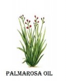 Palmarosa Oil Manufacturers