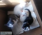 Free kittens (10)  and 3 older cats