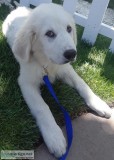 Great Pyrenees Puppy