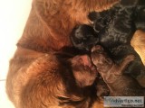 Akc Newfoundland puppies