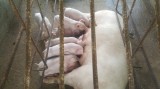 Piglets for sale php2500 only