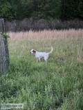 English Setter Puppies