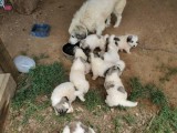 Great Pyrenee puppies ready