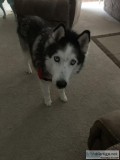 8 Year Old Black and White Husky