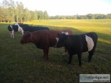 Belted Galloway Scottish Highlander