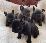 Available 11 wEEks old french puppies