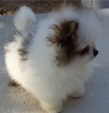 Tiny Pomeranian Puppies for Sale