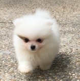 T-cup Size Pomeranian Puppies for Re-homing