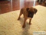 Akc boxer Puppys