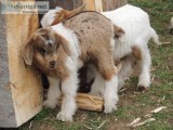  Baby FAINTING GOATS 