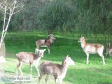 European BigHorn or Mouflon ram lamb