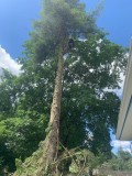 Tree cutting and removal at affordable price