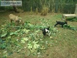 Milking goat and 2 kids