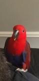 Looking for my female eclectus parrot- Ruby