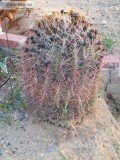 Compass  cactus  Golden Barrel Cactus