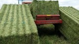 Grade A Quality Alfalfa and Lucerne Hay For Sale