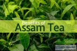 Best Quality Assam Tea Brand in UK-Halmari Tea.