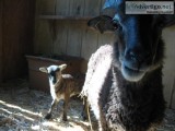 European Big Horn Sheep or Mouflons