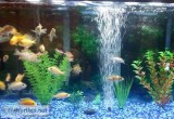 African Cichlids for sale