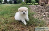 Pomeranian Puppies