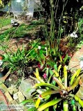 School young person for pulling weeds 2 hours in mornings