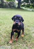 Doberman Pinscher Puppies