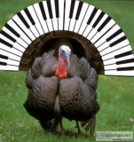 Dubuque IA Thanksgiving - Please Remember to Get Your Piano Tune