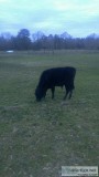 Three Black angus cattle