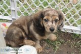 Mini Dachshund (long hair)