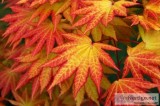 Acer Shirasawanum Autumn Moon Maples for sale