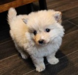 Awesome Pomeranian Puppies Needing Loving Homes.