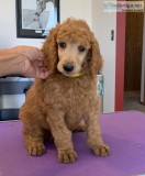 Red Standard Poodle Puppy