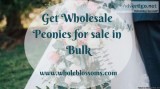 Buy Peonies Online in Bulk from Whole Blossoms
