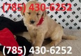 Gentle Golden Retriever Puppies Searching Loving Homes.