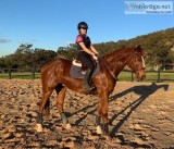 Handsome Chestnut Gelding(4432128142)