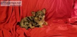 Chorkie Puppies