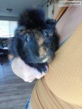 Male guinea pig to a good home