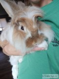 Female Lionhead bunny To a good home