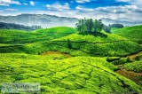 Munnar is the best place to Visit this Winter season. Rush Now.