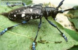 COMMON TREE PESTS FOUND IN ONTARIO