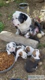 Old English Bulldog puppies registered 509-671-7273