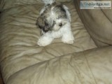 MALTESE-SHIL-TZU