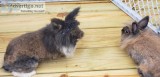 2 Lion s head rabbits