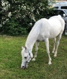 JERRY SMITH IS A ARABIAN HORSE READY FOR A NEW RIDER