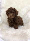 Toy poodle puppies for sale