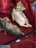 F4 Savannah Kittens 8 weeks old ready to be adopted