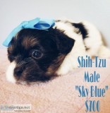 Shihtzu for sale