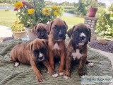 Boxer Lab Puppies