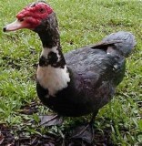 Muscovy ducks