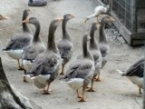 Toulouse Geese